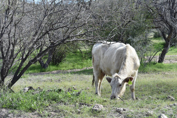 White Cow Free Range Grazing in het woestijnlandschap van Arizona. Hoge kwaliteit foto - Foto, afbeelding