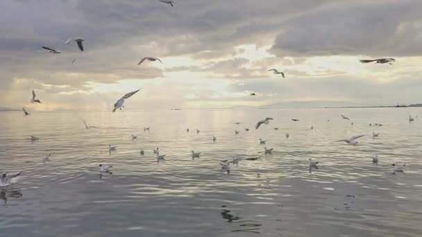 Seagulls raj repül a strandon a szürke tavaszi esős felhős nap felvételek. - Felvétel, videó