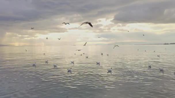 Seagulls raj repül a strandon a szürke tavaszi esős felhős nap felvételek. - Felvétel, videó