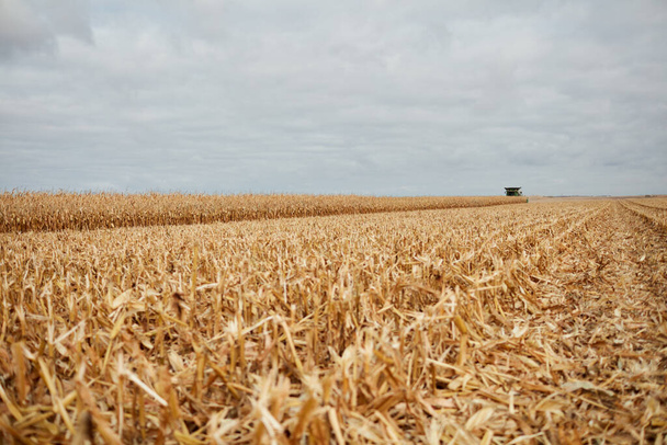 Fresh stubble in a corn or maize field after harvesting in autumn under a grey cloudy sky viewed low angle - Photo, Image