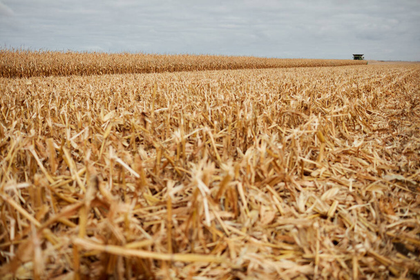Cut stalks or stubble in a newly harvested maize field in a low angle view on a grey cloudy day - Photo, Image