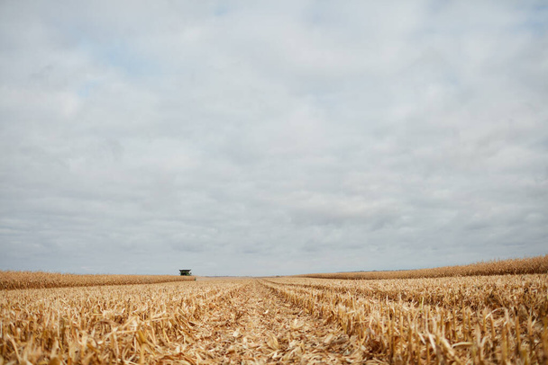 Cut stubble and chaff in a harvested corn field viewed at a low angle under a grey clod cover on a moody autumn day - Foto, Imagen