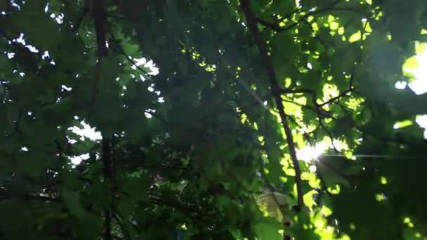słońce świecące wśród drzew - Materiał filmowy, wideo