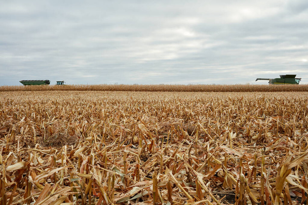 Ön planda sakalı olan biçilmiş bir buğday otlağı ve uzak mesafede tarım makineleri.. - Fotoğraf, Görsel