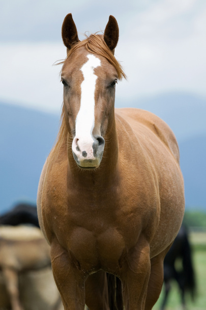 Detalle del caballo
 - Foto, Imagen