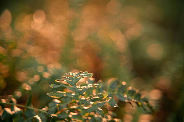helecho de cerca con fuerte luz solar en el bosque - Foto, imagen