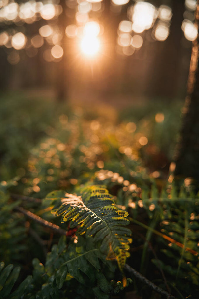 Κοντινό πλάνο ενός φύλλου φτέρης στο δάσος του ηλιοβασιλέματος. - Φωτογραφία, εικόνα