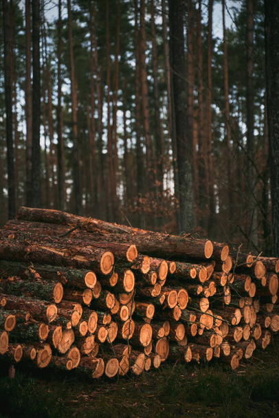 troncos de árboles troncos en fila cerca de la carretera forestal - Foto, Imagen