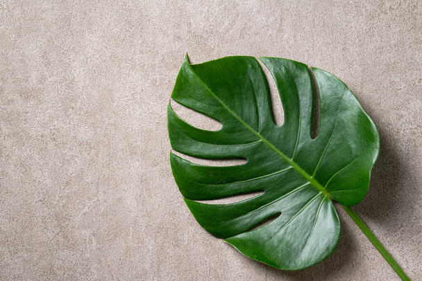 Top view of tropical palm monstera leaves isolated on gray background with copy space. - Фото, изображение