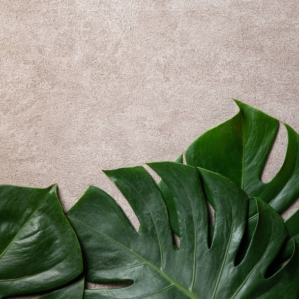Top view of tropical palm monstera leaves isolated on gray background with copy space. - Foto, afbeelding