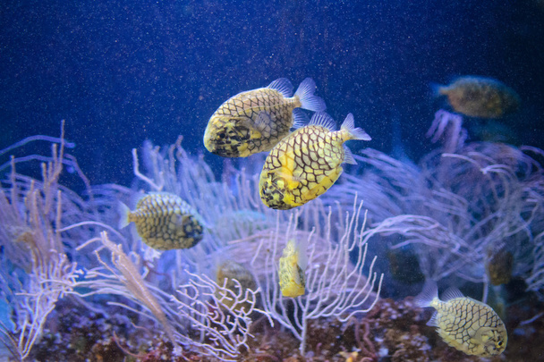 Keltaiset kalat
 - Valokuva, kuva