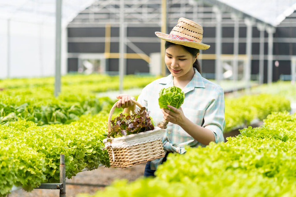 Farmer Vegetable Garden Owner Young Asian Friendly Woman Smiling and Holding Vegetable Salad Organic Fresh Hydroponic Vegetables Produced in Farm Nursery Garden Greenhouse agribusiness ideas - Fotografie, Obrázek