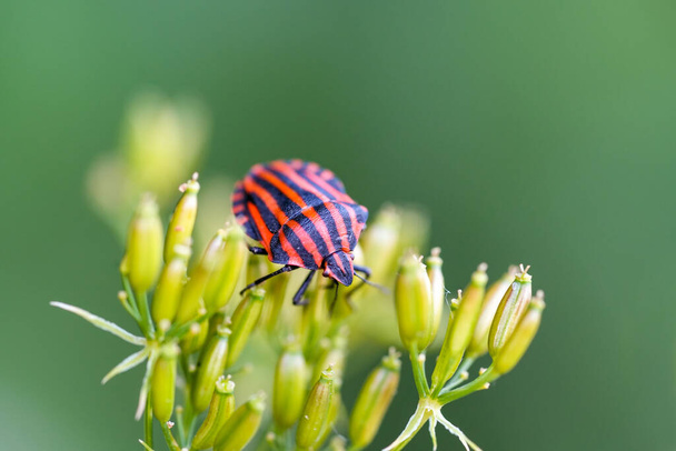 Striped bug close-up on a plant in a natural environment. Graphosoma italicum. Minstrel bug. - Photo, Image