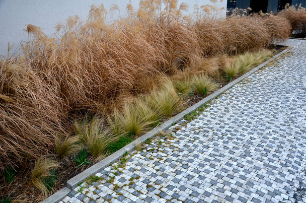 macizos de flores ornamentales en una planta regular en el centro de una plaza hecha de pavimento de granito. L en forma de macizos de flores con hierbas ornamentales secas - Foto, Imagen