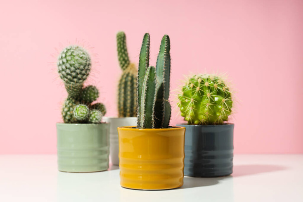 Gezellige hobbykwekerij of binnenplanten - cactus - Foto, afbeelding