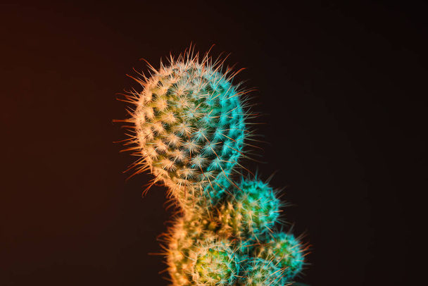 Acogedora casa de cultivo hobby o plantas de interior - cactus - Foto, Imagen