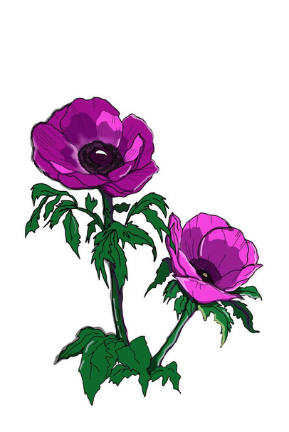 'Pulsatilla Vulgaris Violet 'dessin de la ligne des fleurs du vent  - Photo, image