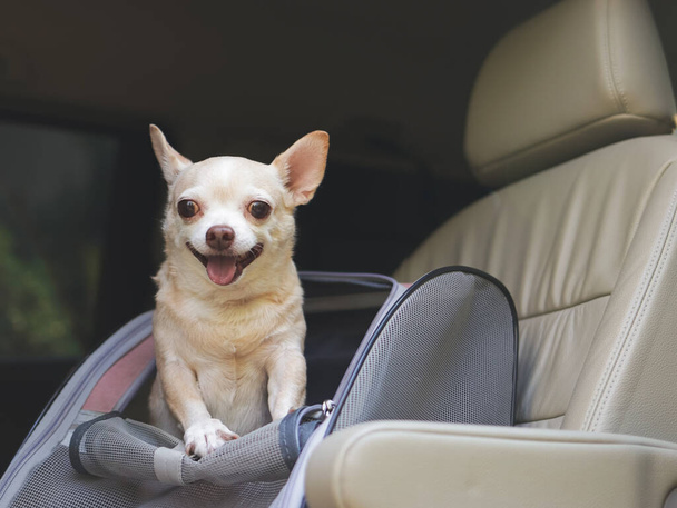 Retrato de cabelo curto marrom feliz chihuahua cão de pé na mochila transportadora de animais de estimação com janelas abertas no assento do carro. Viagens seguras com conceito de animais de estimação. - Foto, Imagem