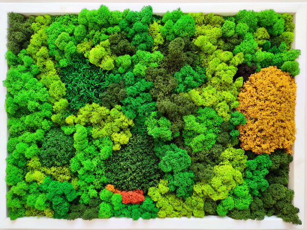 Çok renkli dekoratif. Korunmuş orman yosunu. Ren geyiği yosunu.. - Fotoğraf, Görsel
