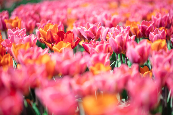 Tulip field flowers in bloom in spring. Colorful springtime - Fotografie, Obrázek