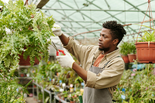African young farmer cutting green plants hanging in pots in greenhouse for sale - Foto, Bild