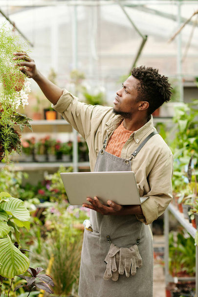 jovem florista africano usando laptop para saber como se preocupar com o tipo especial de planta na loja de flores - Foto, Imagem