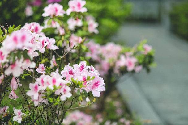 Fiori di azalea rosa, Piante che crescono al parco - Foto, immagini