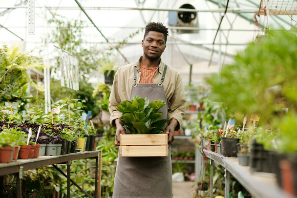 Portrait de jeune jardinier africain en uniforme tenant boîte avec la plante verte et souriant à la caméra debout dans grenhouse - Photo, image