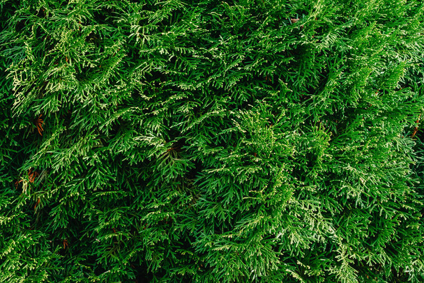 Beautiful background of the texture of thuja leaves. Thuja close-up. Background of thuja branches. Close-up of the beautiful green leaves of Thuja trees. Green thuja close up photo. Background - Foto, imagen