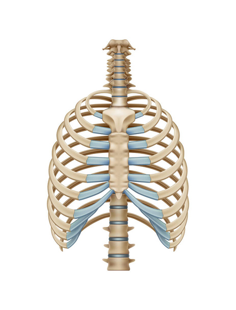 Реалистичные человеческие грудные кости на белом фоне - Вектор,изображение