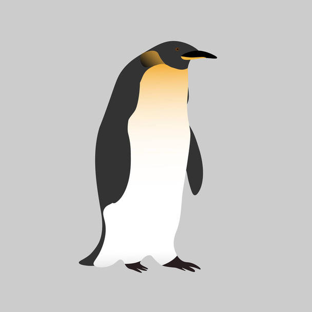 Gri arka planda sevimli gerçekçi imparator penguen. Antarktika 'nın gerçekçi kuşu. Paketleme, kağıt, baskı ve kartlar, eğitim materyalleri, tasarım elementi için düzenlenebilir taşıyıcı. - Vektör, Görsel