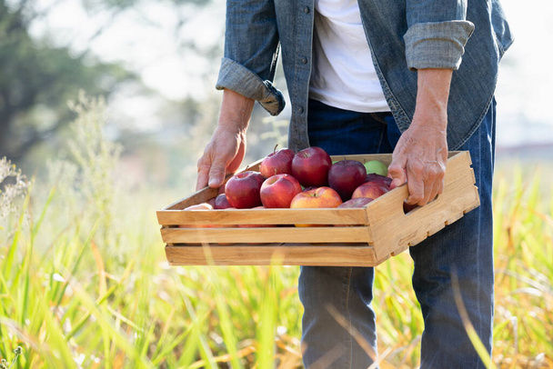 γεωργός φέρει ξύλινο κουτί των συγκομισθέντων μήλων, έννοια της εποχής συγκομιδής - Φωτογραφία, εικόνα