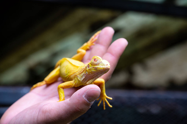 Yellow iguana is sitting on the hand. - Foto, Imagen