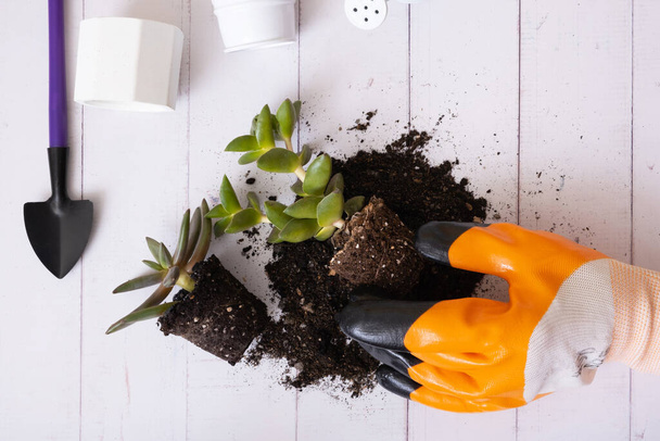 Planting house plants. Flat lay hand holding plant on soil and pots, gardening tools. Spring home gardening. - Foto, immagini