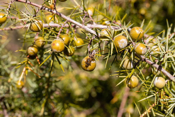niedojrzałe owoce jałowca w górach Madrydy - Zdjęcie, obraz