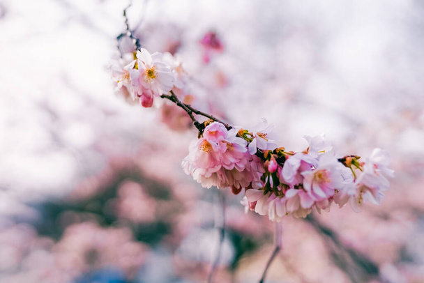 Hermoso árbol de flor rosa en primavera en el día soleado. - Foto, imagen