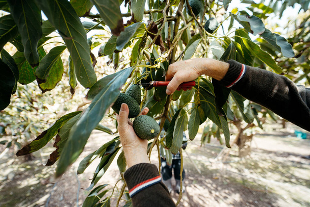 Hass avokádót gyűjtök. A farmer levágja az avokádó botot a fáról metsző ollóval. Avokádó betakarítási idény egy Velez-Malaga mezőn, Malaga, Spanyolország - Fotó, kép