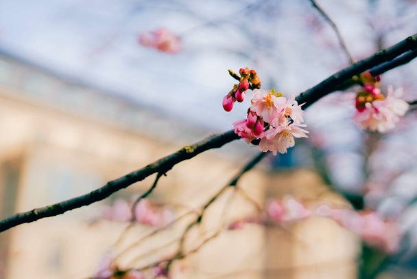 Gyönyörű rózsaszín virágfa tavasszal a napsütéses napon. - Fotó, kép