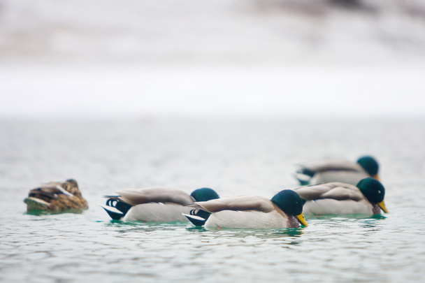 Troupeau de canards nageant dans l'étang
 - Photo, image