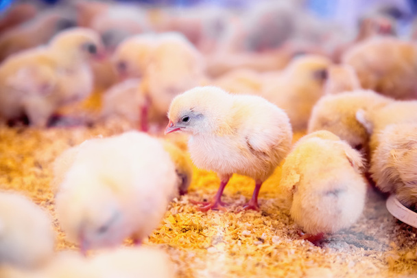 Malá kuřata v farma inkubátoru nebo družstva - Fotografie, Obrázek