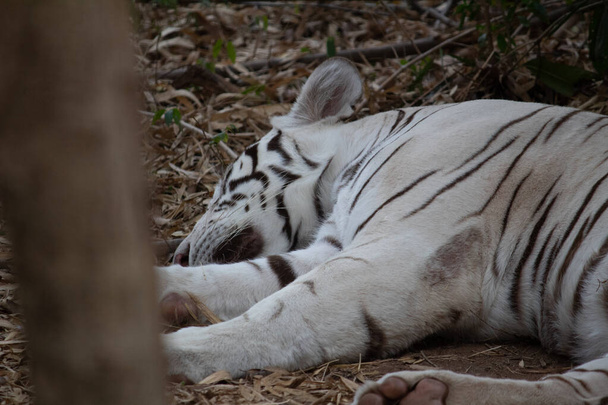 Indian white tiger at Bannerghatta national park Bangalore standing in the zoo. forest Wildlife sanctuaries in Karnataka India - Foto, afbeelding