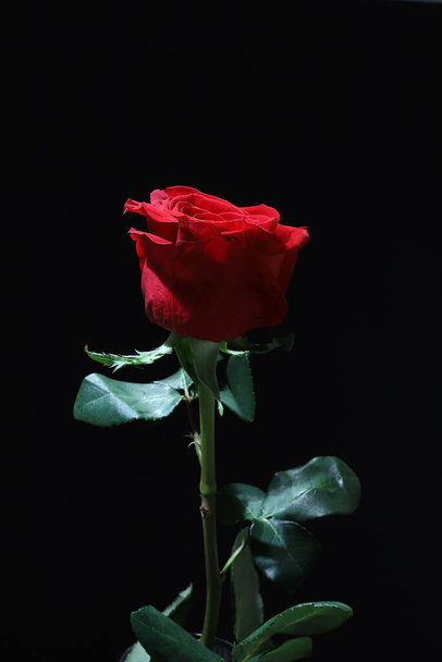 Red roses isolated on black background. Valentine's day, Birthday, Mother's day, wedding, anniversary. Flat lay. Directly above. Copy space. - Foto, imagen