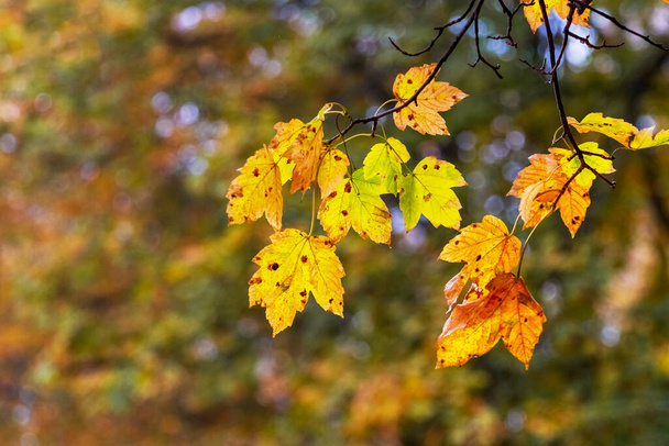 Цветные листья клена на дереве в осеннем лесу на размытом фоне - Фото, изображение