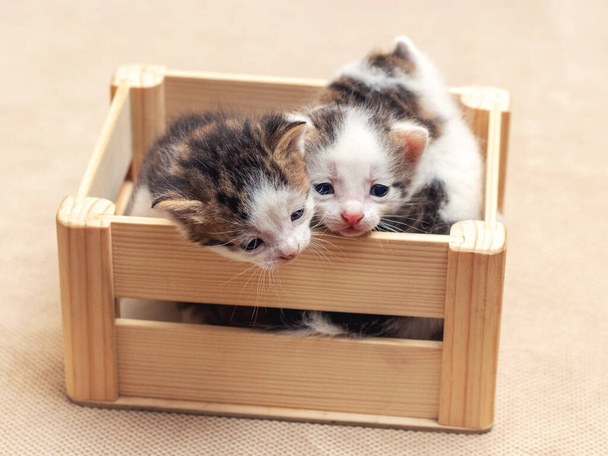 A kis aranyos kiscicák egy fadobozban próbálnak kibújni a dobozból. - Fotó, kép