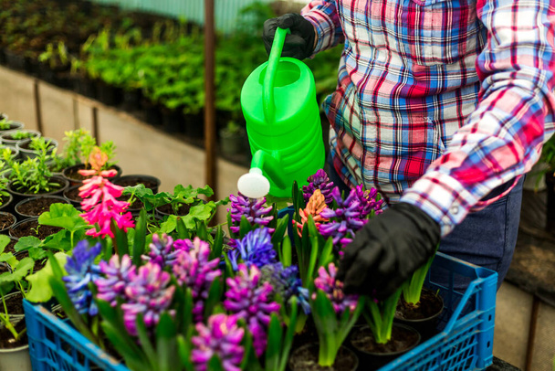 散水缶を保持黒手袋で女性の手の写真を閉じ、温室内の花に水をやります。庭の中心部で花の世話をする。温室で花を咲かせる女性、クローズアップ - 写真・画像