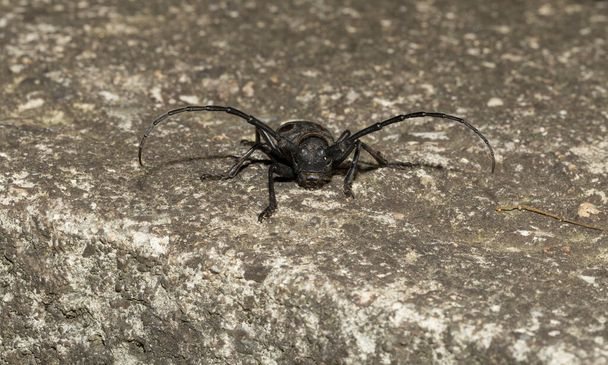 Morimus funereus is a species of beetle in family Cerambycidae. - Foto, Imagem