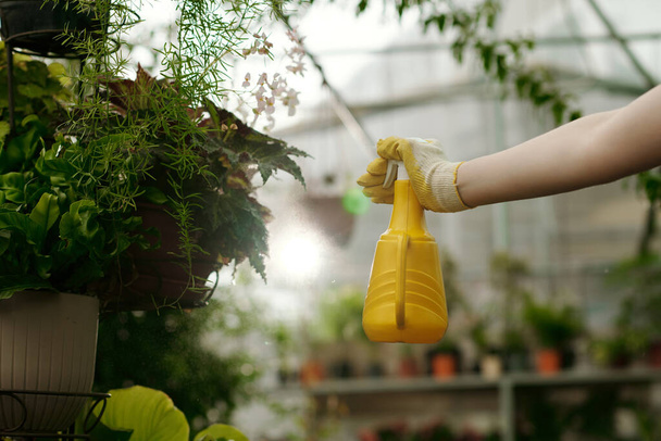 Közelkép a kertészről, amint vizet permetez zöld cserepes növényekre permetező üveggel az üvegházban - Fotó, kép