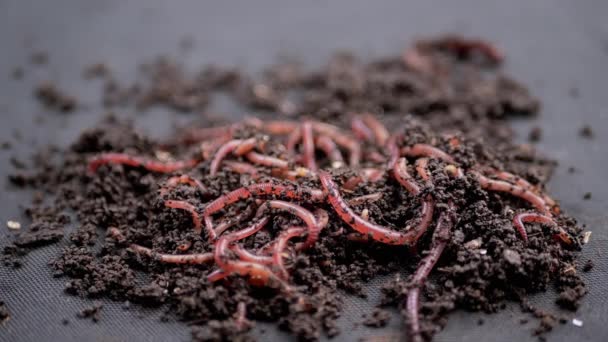 Close-up Kruipende rode aardwormen in zwarte bodem geïsoleerd op zwarte achtergrond. Langzame beweging. Een groep wriemelende regenwormen in natte compost. Viswormen. Rode wormen Dendrobaena. Het losmaken van vruchtbare grond. - Video