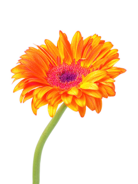 Gerber flower - Foto, Imagem