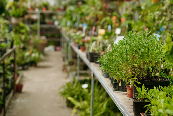 Horizontales Bild von Topfpflanzen verschiedener Art, die in einer Reihe im Blumenladen auf dem Tresen stehen - Foto, Bild